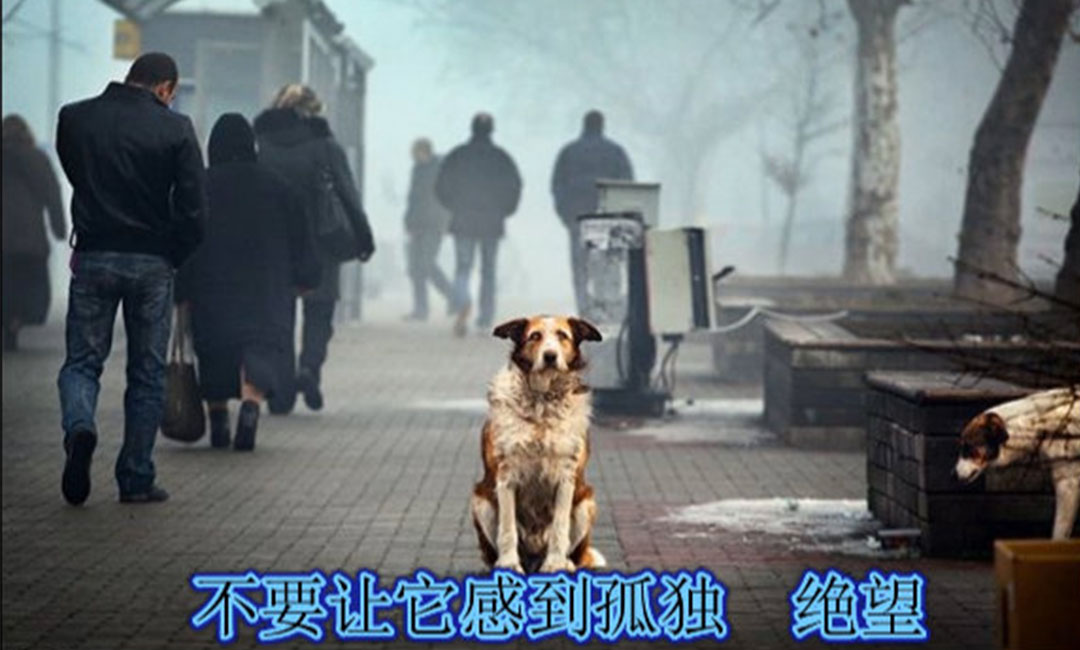 北京爱影圈微博微信转发案例